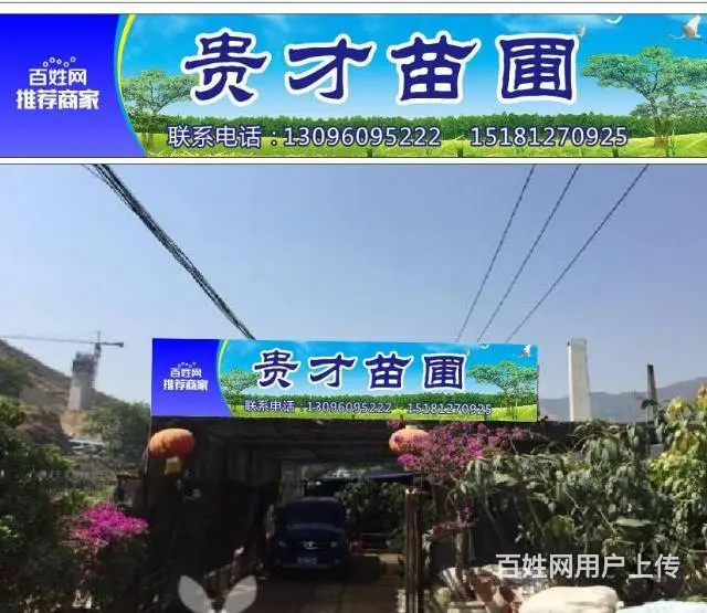 工程苗木，花卉苗木订购 - 图片 4