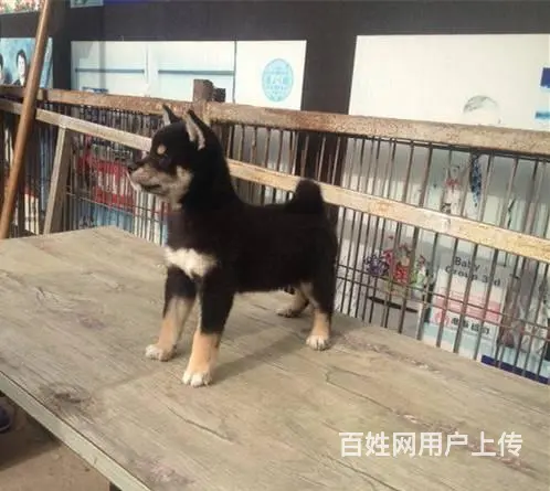 柴犬价格 赤红色柴犬 黑色柴犬 低价出售中  柴犬 - 图片 9