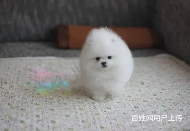 哈多利版博美犬 茶杯狗博美 韩国引进-终生质 - 图片 4