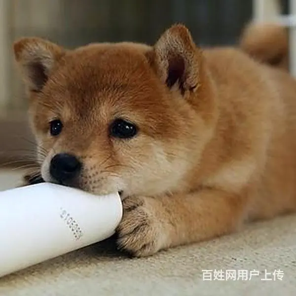 长春哪儿有纯种秋田犬出售，纯种秋田犬价位表 - 图片 3
