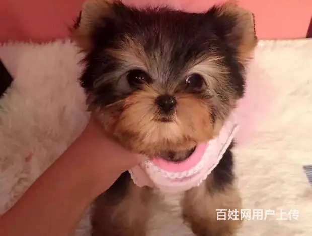 出售纯种约克夏 可爱活泼 疫苗驱虫都做了 公母 - 图片 4