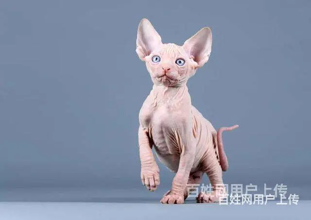 常州纯种无毛精灵猫一手出售 - 图片 7