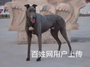长春狗场常年出售：格力、灵缇、惠比特 - 图片 6