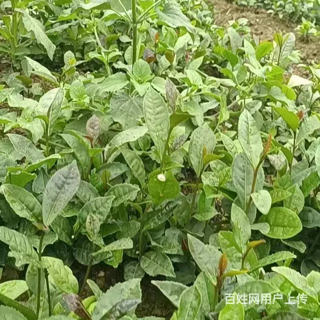 勐库大叶种茶苗、勐海大叶种茶苗，梧州茶叶苗 - 图片 3