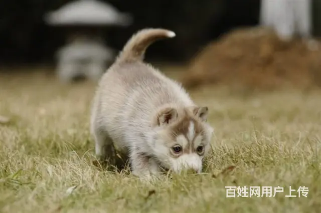 纯种哈士奇犬 北京哈士奇犬舍 打完疫苗.包纯健康C - 图片 2