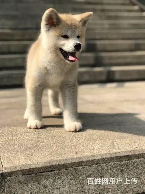 纯种秋田犬价格 纯种秋田犬去哪里买 繁殖秋田犬 - 图片 3