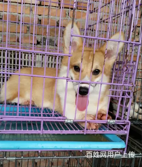 抚州出售纯种柯基的地点 纯种柯基市场价 - 图片 2