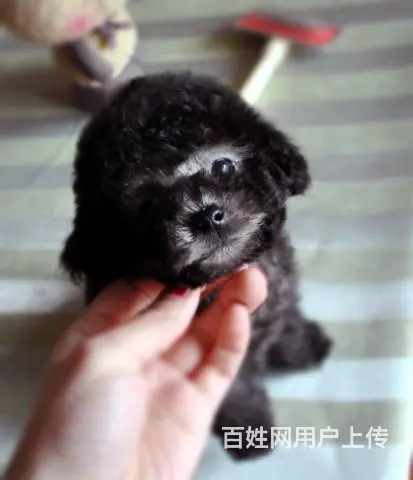 广州纯种泰迪犬价格 狗舍直销 包纯种健康签协议 - 图片 4