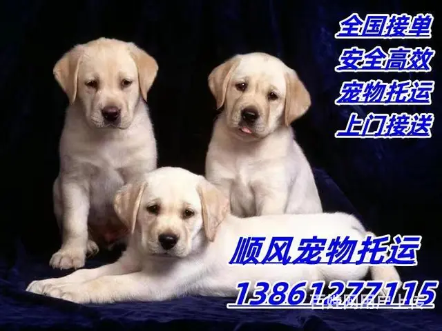 龙口宠物托运（猫狗柴犬）（全国活体运输）一对一上门接 全程视 - 图片 1