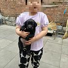 自己家养纯种黑拉布拉多