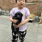 自己家养纯种黑拉布拉多