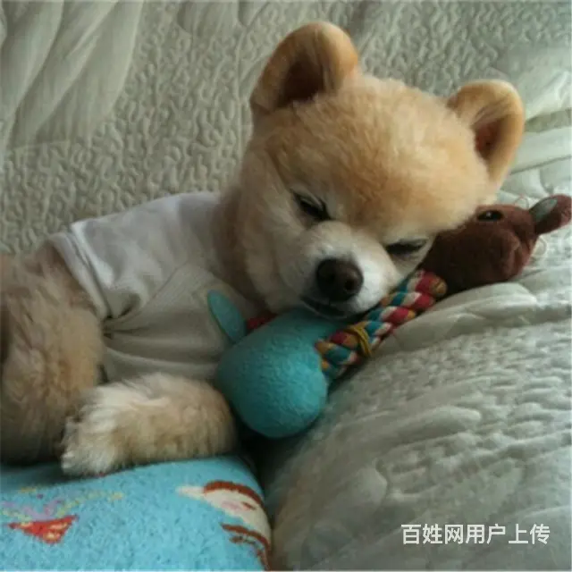 七台河纯种博美去哪儿卖▲纯种博美犬舍 - 图片 12