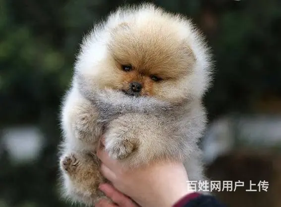 出售纯种博美幼犬小体俊介博美多少钱一只 - 图片 6