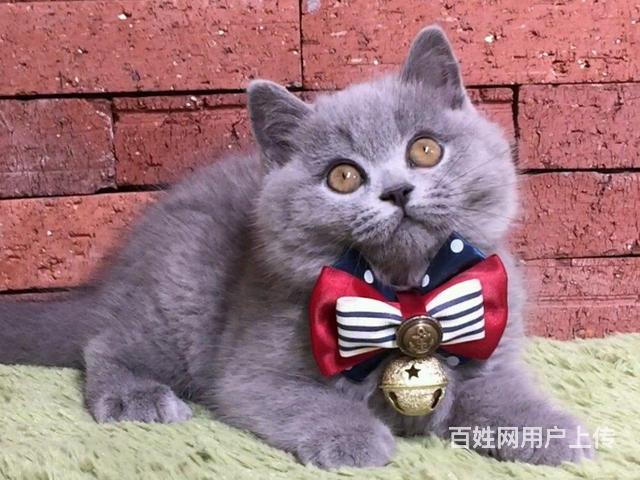 阿拉善哪里有卖纯种蓝猫的猫场基地，本地蓝猫价格的图片