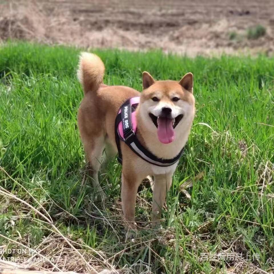 精品柴犬可到家看狗,父母日本带回,45天的柴犬幼崽