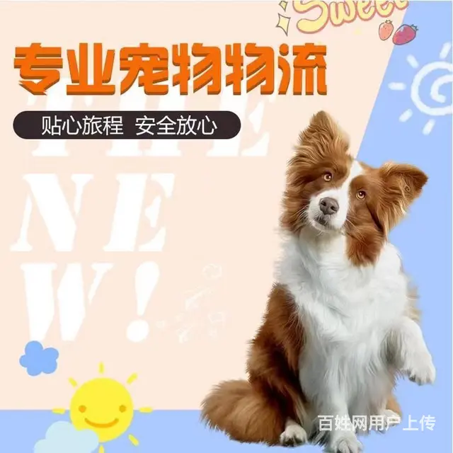 湛江宠物托运 （猫狗活体运输）宠物快递至全国 - 图片 1