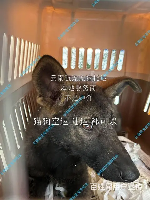 本地商家丽江古城永胜县华坪县宠物托运全国服务 - 图片 4