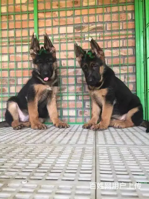 纯种锤系德国牧羊犬出售 北京市德牧幼犬多少钱 - 图片 2
