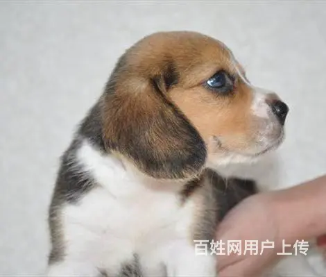 广州买狗首选推荐 正规犬舍 纯种比格犬多只待售 - 图片 4