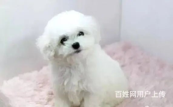 承德比熊多少钱一只 比熊价格 比熊怎么卖 保健康 - 图片 12