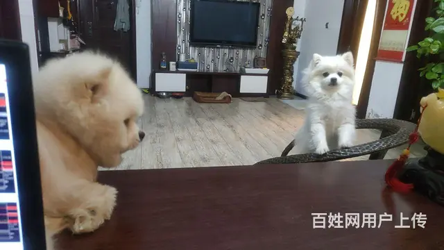 急卖鹿林山圣爱小区 - 图片