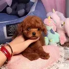 玉林泰迪多少钱一只 泰迪价格 茶杯犬泰迪