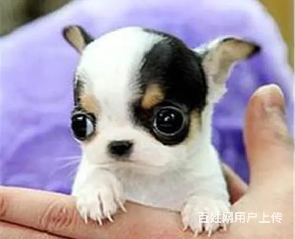 琼海吉娃娃犬舍基地常年出售纯种吉娃娃双血吉娃娃幼犬 - 图片 9