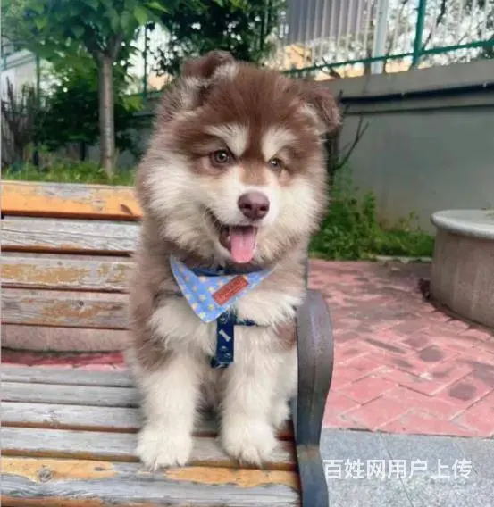 广州大型犬舍基地专业繁殖泰迪比熊博美柯基柴犬法斗 - 图片 2
