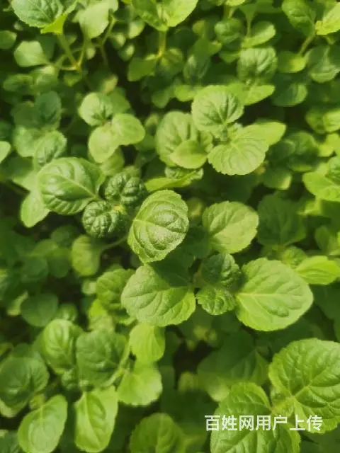 园林绿化花卉销售 - 图片 5