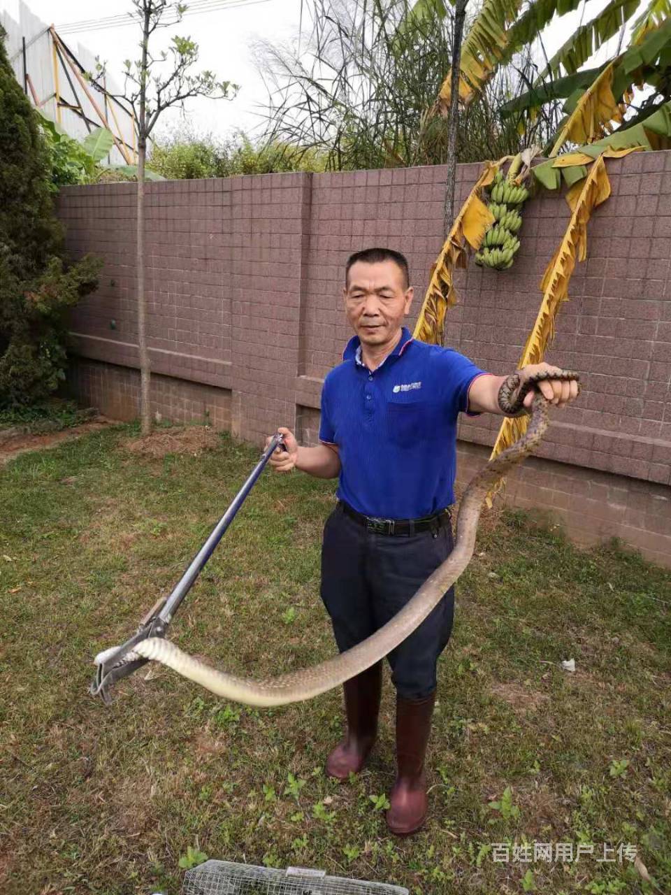 防蛇 捕蛇 抓蛇 诱蛇 驱蛇 就找春华专业防蛇公司