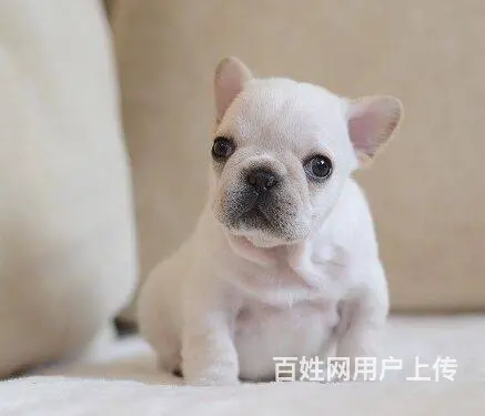 极品法国斗牛犬出售 自家繁殖保养活 质保健康90天 - 图片 6