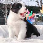 连云港益帆边境犬舍，实拍视频，电话聊