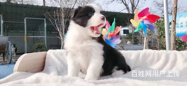 宿迁益帆边境牧羊犬犬舍，共克疫情，平安度过 - 图片 1