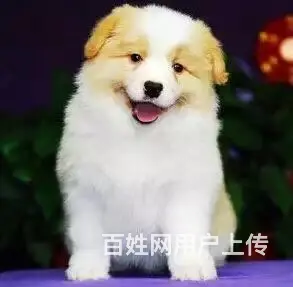 辽阳如何挑选纯种边牧，边牧靠谱商家 - 图片 6
