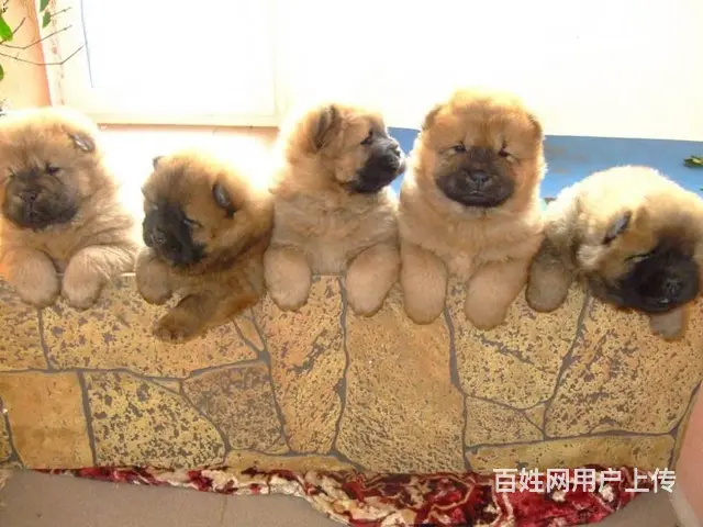 松狮犬养殖基地 纯种松狮 保纯保健康 完美售后 - 图片 5