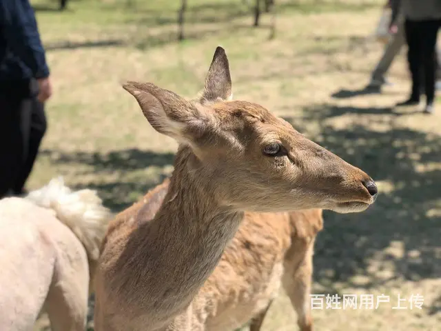 秦皇岛旅游景点，天女小镇值得去吗？天女小镇旅游攻略 - 图片 9