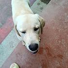 出售爱犬，希望有爱犬人士饲养，