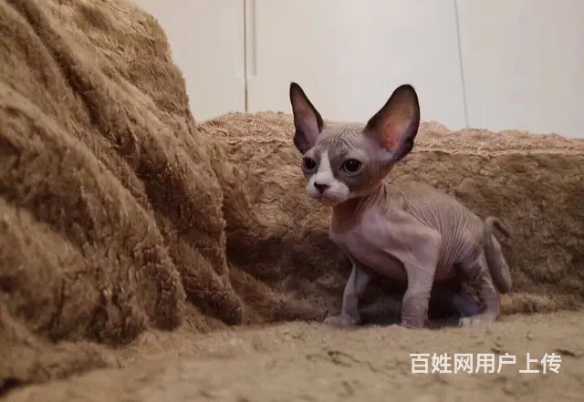 枣庄本地蓝猫蓝白渐层布偶短毛猫品种齐包健康 - 图片 6