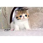 内江加菲猫基地◆卖加菲猫的地方