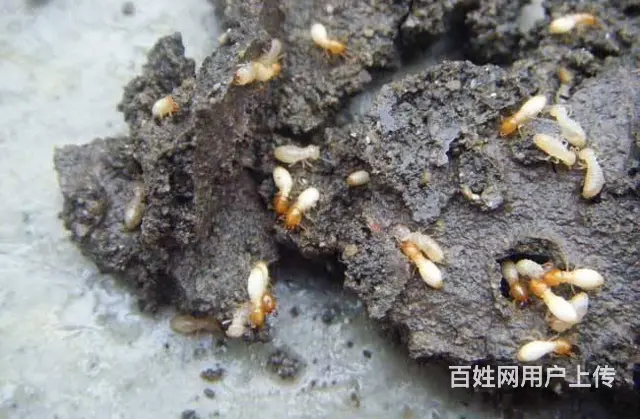 旌阳判断家里有无白蚁的方法白蚁防治黑色的蚂蚁是白蚁 - 图片 5