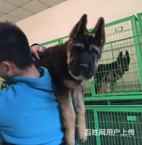 锤系德牧幼犬基地 多只极品幼犬 疫苗驱虫均已做完 - 图片 5