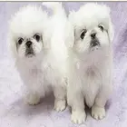 德州哪里有精品京巴幼犬 保纯种健康 签终身质保协议