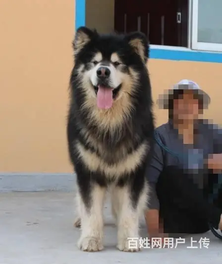 阿拉斯加雪橇犬  巨型阿拉斯加 纯种阿拉斯加雪橇犬 - 图片 6