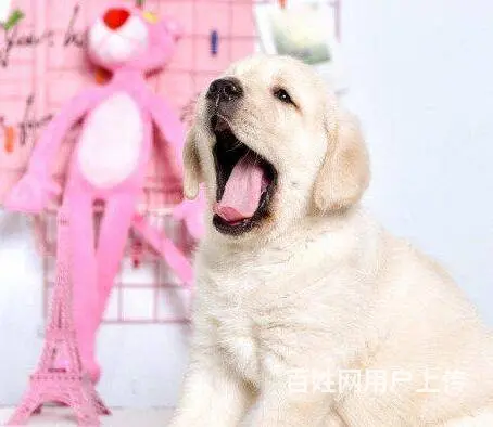 出售赛级拉布拉多幼犬疫苗齐全多窝可选 - 图片 10