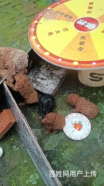 【搞定了！】自己家泰迪狗下的狗崽 - 图片 3