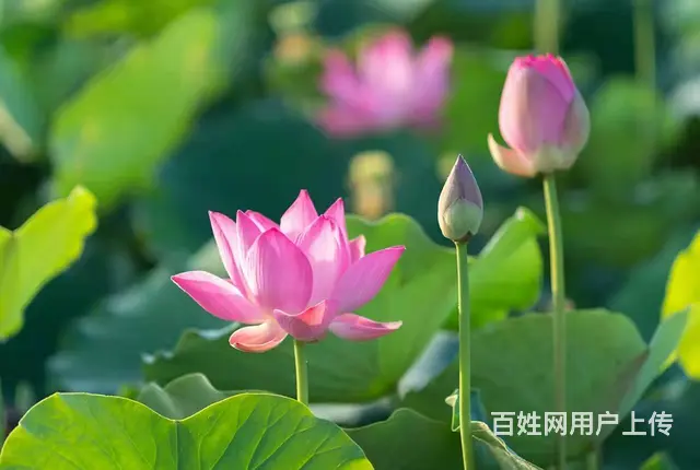 郑州生产加工企业财税合规个体户被核定征收自然人代开 - 图片