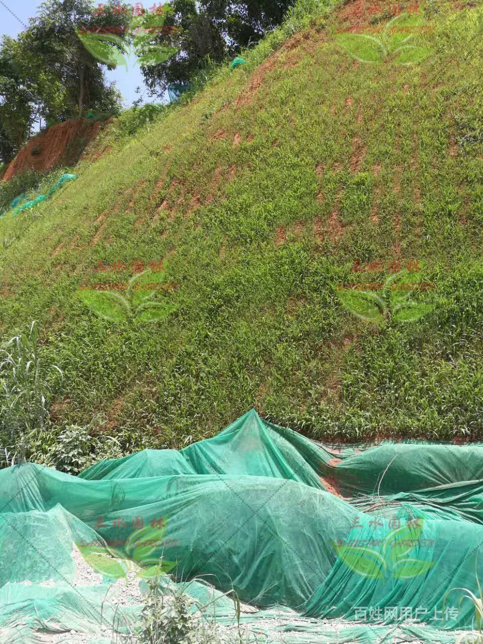 福建厦门公路扩建裸露边坡绿化撒草籽