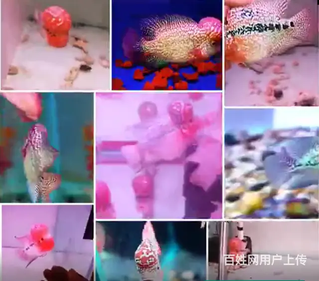 南充哪里有卖罗汉鱼 顺丰包邮包活，泰国一手货源 - 图片 1