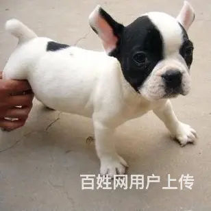 辽阳法斗一般卖多少钱 哪里可以看法斗 - 图片 2