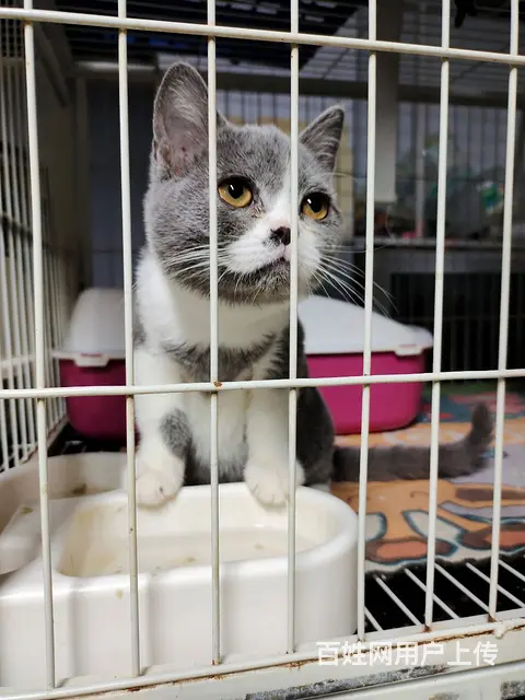 低价出售猫咪 - 图片